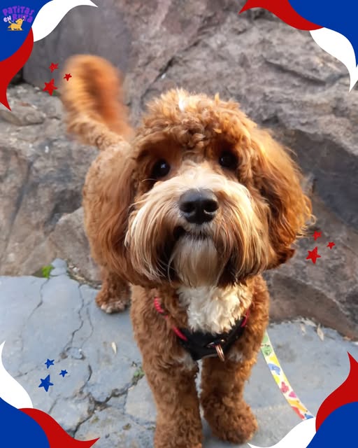Perrito de pelaje café rizado con su correa