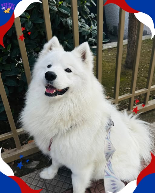 Perrito blanco mirando a la cámara con su correa